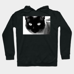 Siamese cat, black and white Hoodie